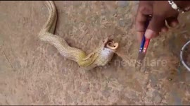 Choking cobra has to spit up meal of other snake snagged in fish net