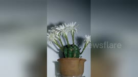 Impressive time-lapse captures cactus flowers blooming over 96 hours