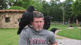Bird experts hopes to raise first ever tame Tower of London ravens