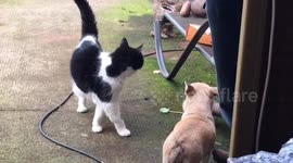 Be afraid little dog
