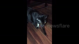 Lizard outsmarts confused cat in Florida home by grasping onto its fur