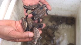 Hundreds of turtle hatchlings released at Indonesian sanctuary