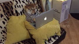 Shiba watching MacBook