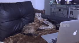 Cat and dog watching Mac book