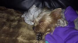 Cat and dog sleeping together