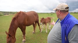 The birth of a rare foal has been celebrated by horse-lovers who fear for the future of an endangered English breed
