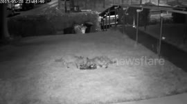 3 Little Fox Cubs