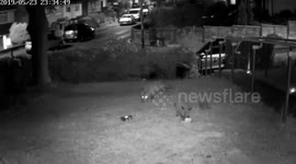 Hedgehog Meets Fox Cub and Mama