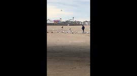 seagull woman