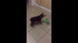 Brave puppy plays with plastic bottle while older dogs scurry away in South Africa