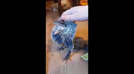 Pet frilled dragon tries to bully other pet lizard behind glass case