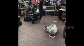 This dog can’t help jiving to the music at a drum circle in Tennessee