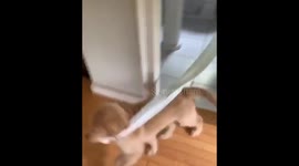 Sneaky puppy runs around US house with stolen toilet roll