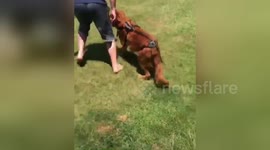 Wobbly US dog learns to walk after being struck by car