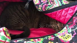 Cat Invades Suitcase