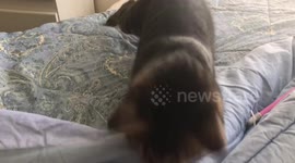 Undercover Kitty Play