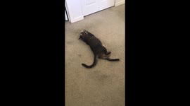 Cat vs. (Toy) Mouse