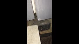 False widow spider