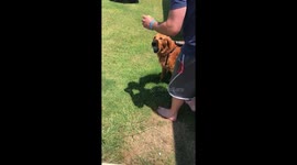 Rivers learning to walk again after being hit by a car. Vets told us he would never walk again and to put him asleep. We refused.