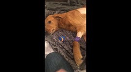 Bringing rivers home from the vet and nursing him back to health