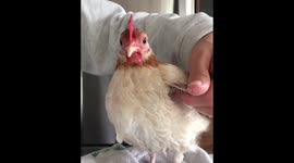 Tiny pet chicken enjoys spa time after getting bath at Canada home