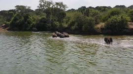 Elephants in the wild