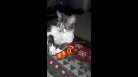 Cat chewing sweets