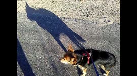 Funny Dog Shadow