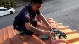 Rescue worker climbs onto roof to rescue 8-foot-long python trapped in between tiles