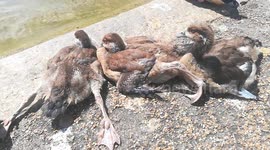 Little duck stretches its flippers under the sun