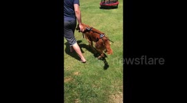 Paralysed to playing: A US dog's remarkable recovery after car crash