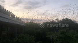 Newsflare Edit - Locals watch as cloud of bats swarms the sky in Houston