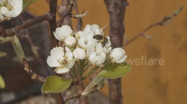 Bee collecting nectar & pollen from pear tree blossom