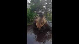 Bear enjoying 'bathing'