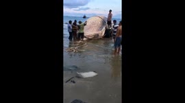 Vietnamese fishermen drag giant whale carcass inland for burial