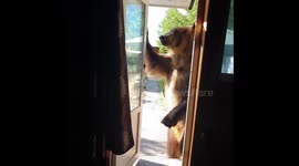 Knock knock! Hungry tame bear wants snack and walkies from owner