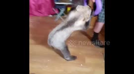 Little bear playing