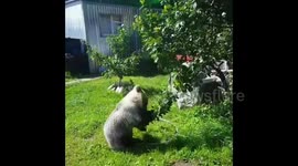 Little bear fighting with a tree