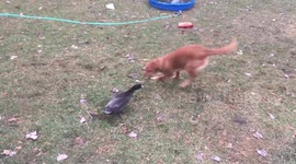 Dog vs duck: a friendly fight in Minnesota backyard