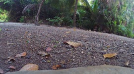 Agouti feeding on drive way