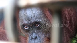 This is the moment a baby orangutan and its mother were rescued by conservationists after Indonesian wildfires devastated their forest home