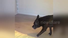 Sneaky Staffordshire bull terrier carefully tiptoes into owner's bedroom