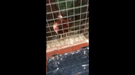Eggsellent Surprise