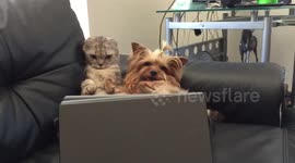 Netflix and chill? Cat and dog love watching TV together