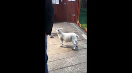 Escaped Lamb at the farm