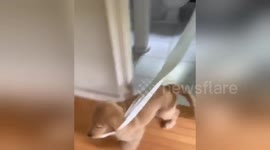 Sneaky puppy runs around US house with stolen toilet roll