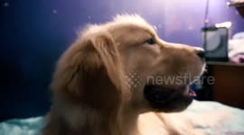 Cute golden retriever howls when it hears police siren outside