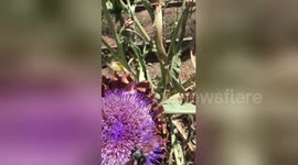 Newsflare Edit - Carpenter Bee pulled off Artichoke Flower by Honey Bee