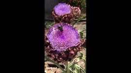 Carpenter bee pulled off artichoke flower by honey bee. Full Version