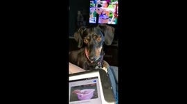 Heart-breaking clip shows mother dachshund worrying about puppies on-screen